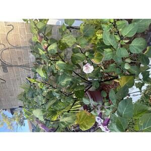 Seed only where are about 30_50seeds